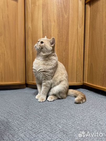 Британский кот на вязку