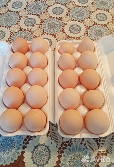 Домашние куриные яйца