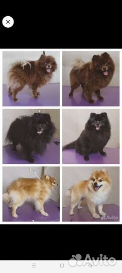 Груминг собак и кошек, Экспресс-линька