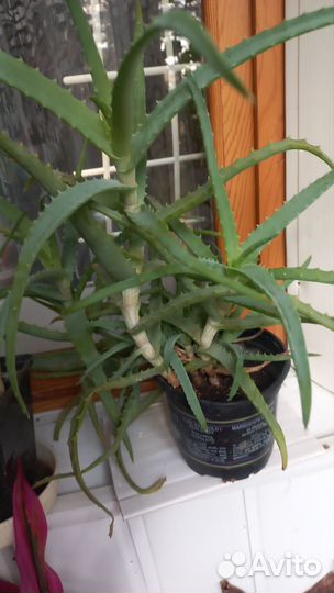 Алоэ лечебный