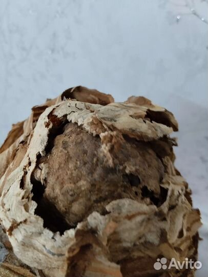 Гнездо шершня