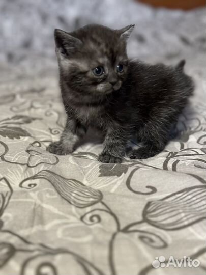 Котята