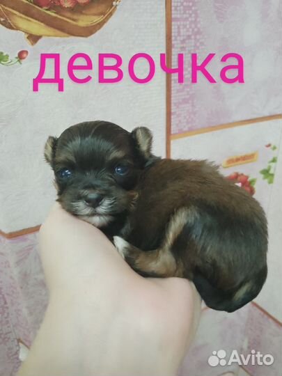 Щенки йорка