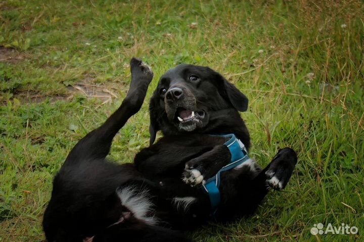 Собака девочка молодая