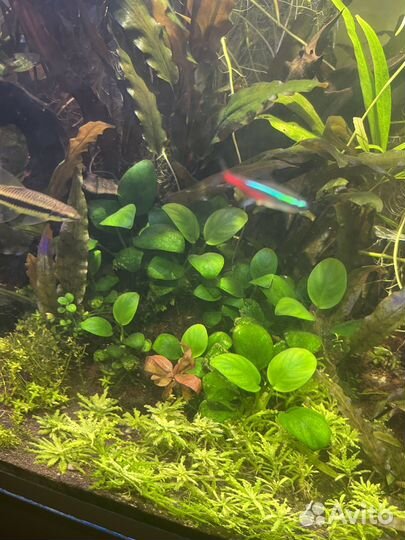 Аквариум с рыбками бу