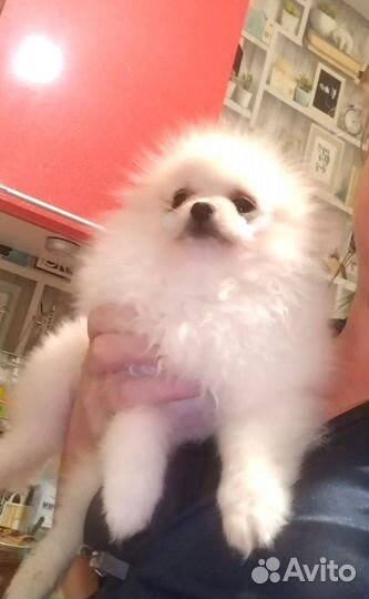 Мини Девочка помераночка