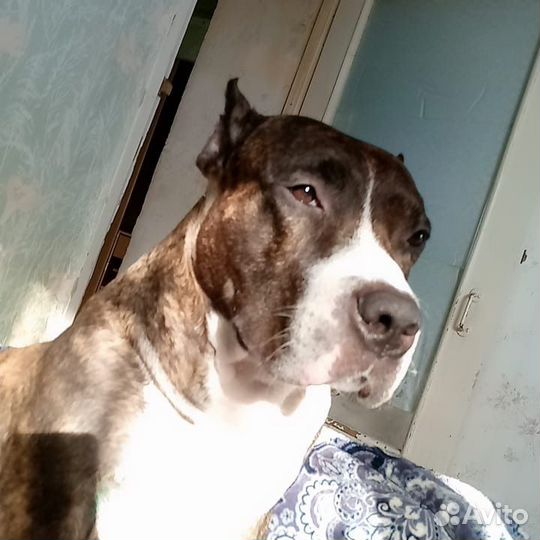 Стаффордширский терьер щенки