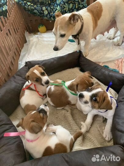 Щенки джек рассел терьер