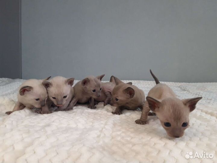 Котята корниш-рекс