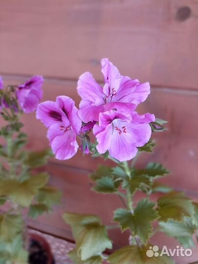 Королевская пеларгония