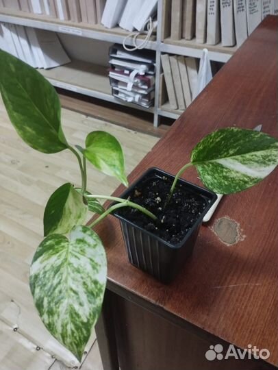 Сциндапсус