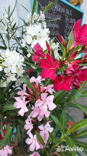 Семена Олеандр карликовый