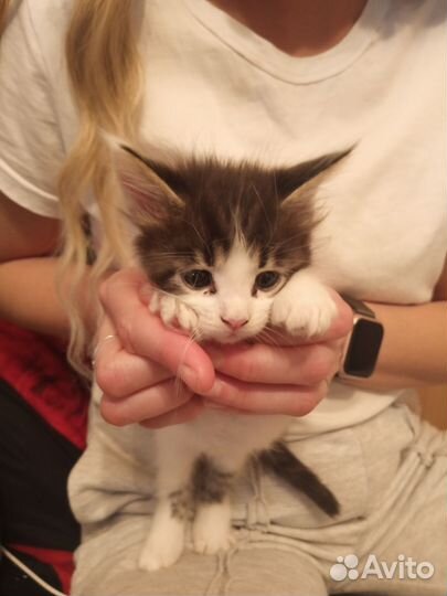 Котята мейн-кун