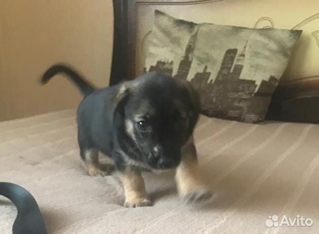 Щенок маленькой собачки в добрые руки