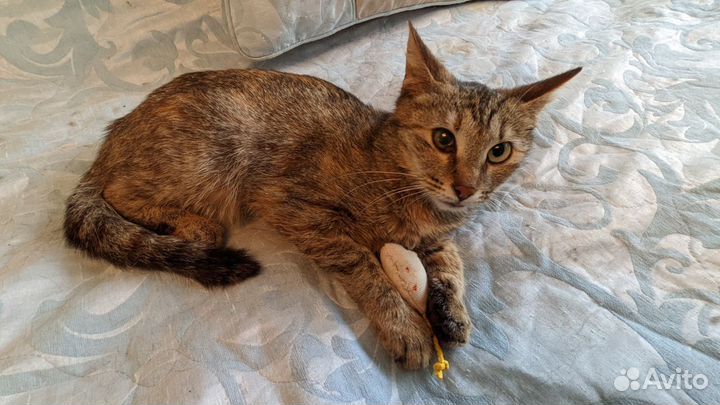 Кому смешную кисюню