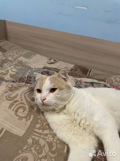 Кот в добрые руки