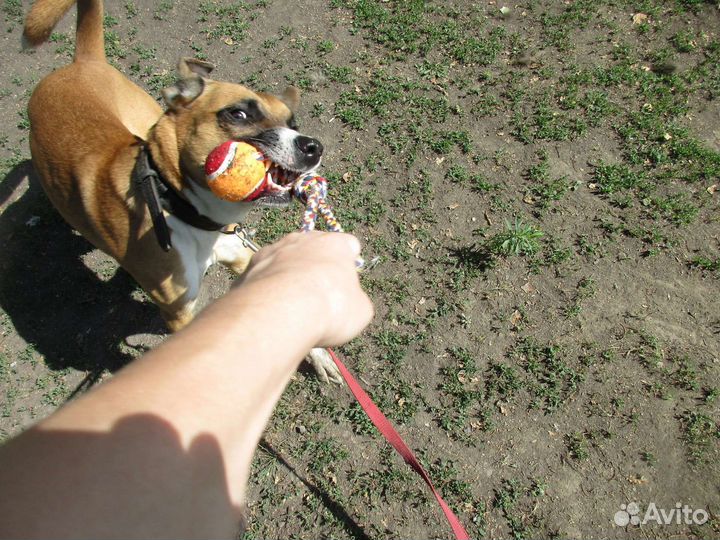 Помесь боксера в добрые руки