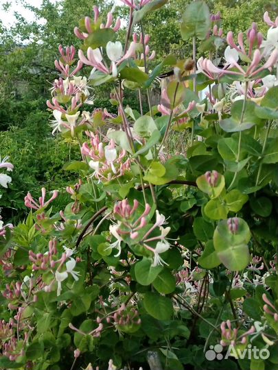 Жимолость каприфоль