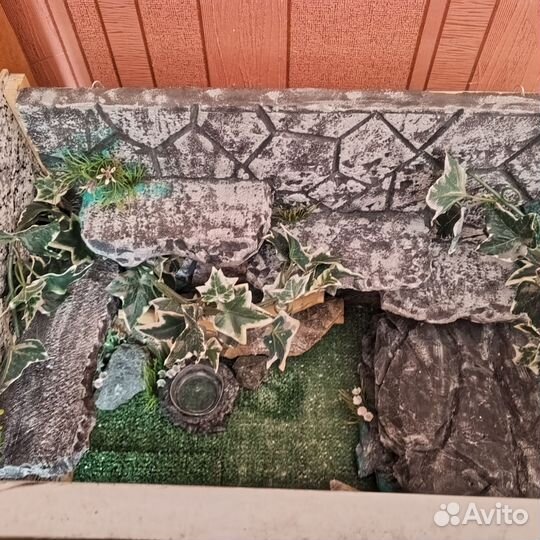 Террариум для эублефара бу