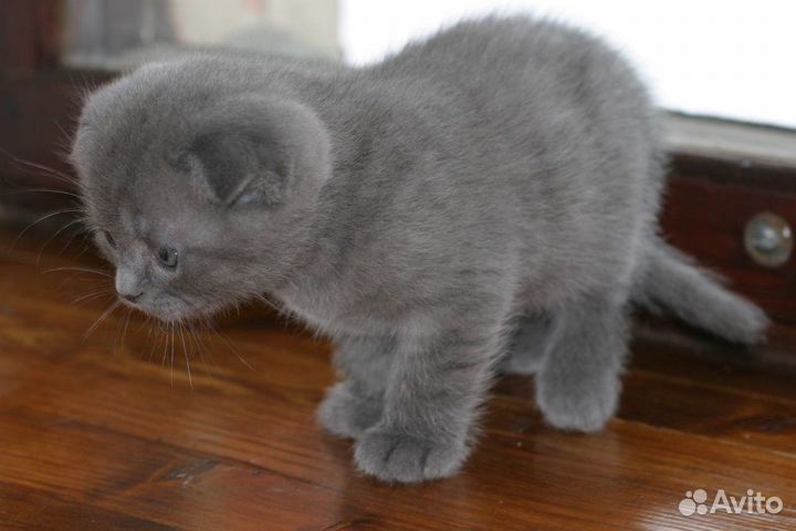 Очаровательные котята