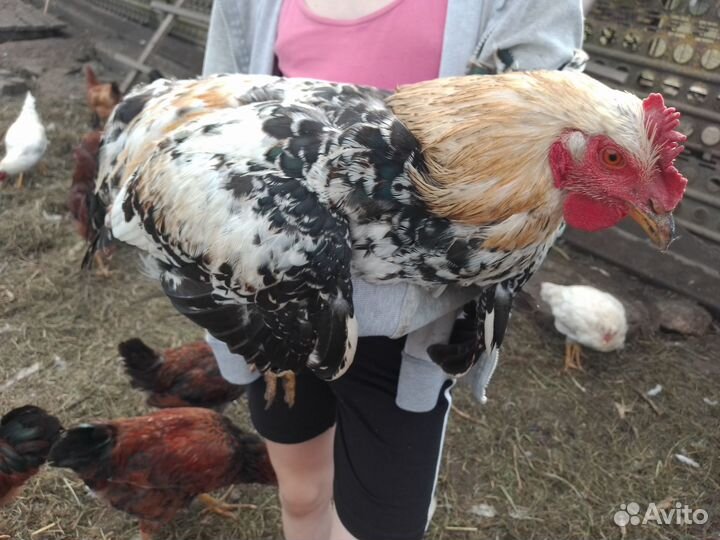 Домашняя птица