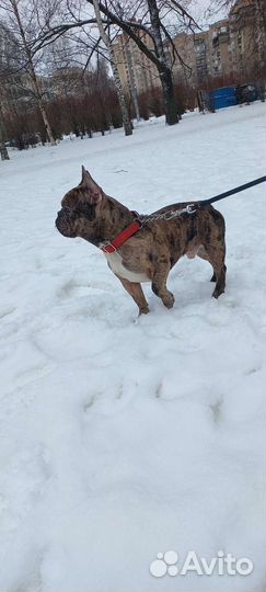 Французский бульдог кабель вязка