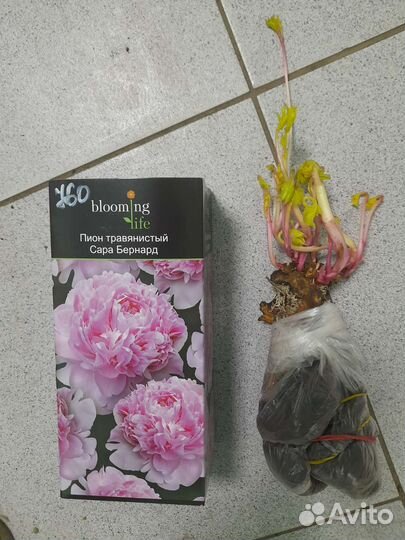 Пион Сара Бернар