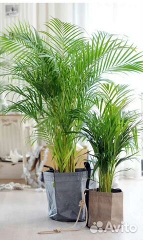 Пальма Арека/Дипсис