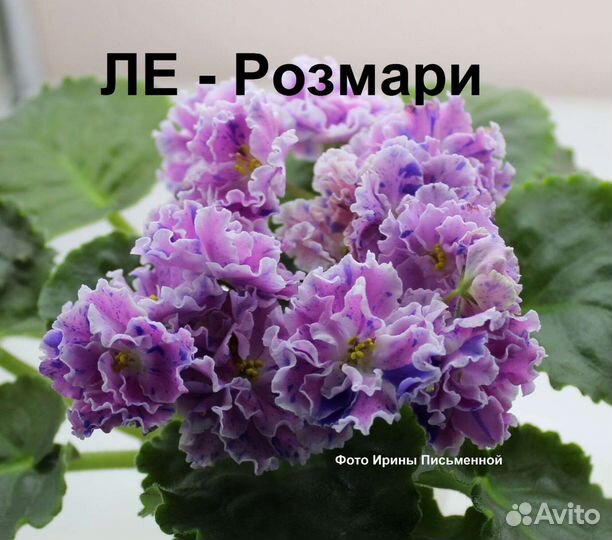 Фиалка. Укоренённый лист