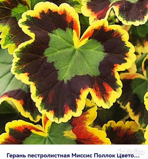 Пеларгония герань сортовая