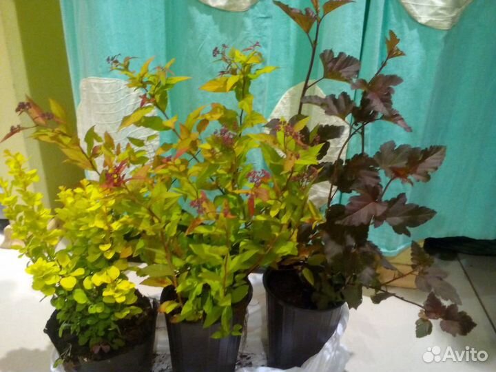 Туи,Клематисы,Дерен,Пузереплодник,Лаванда и др