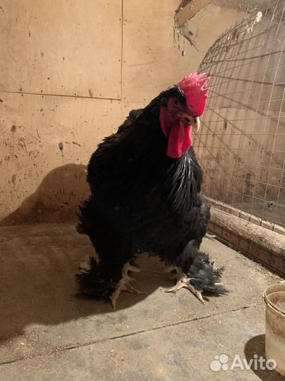 Петух кохинхин