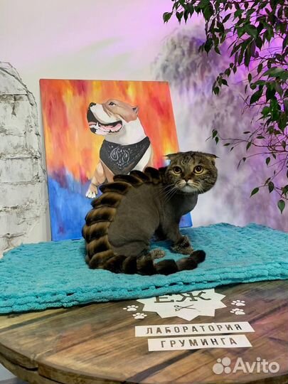 Груминг обучение в Тюмени