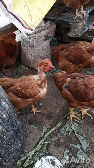 Куры голошейки