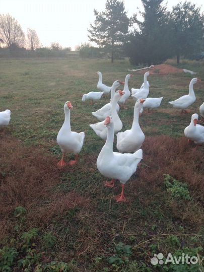 Гусак Линда