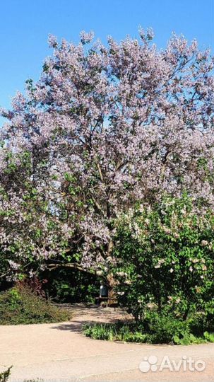 Саженцы павловния