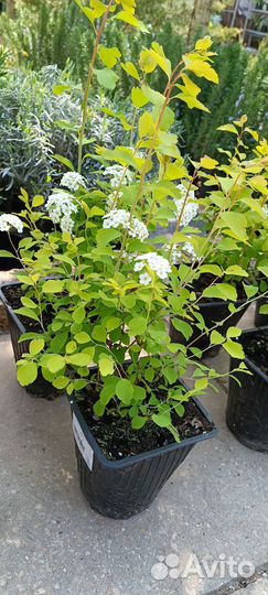 Спирея олеандр саженцы