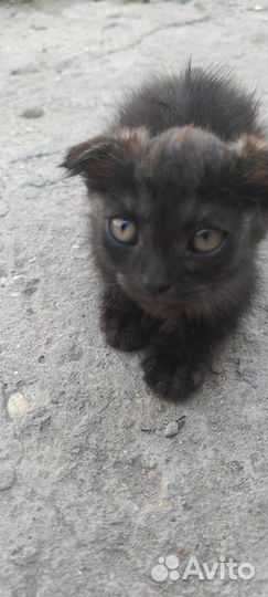 Отдам котятх