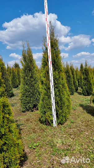 Туя западная