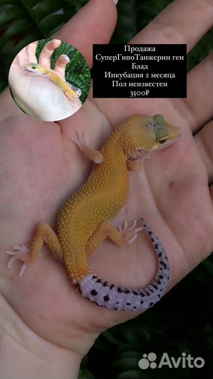 Эублефар