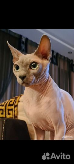 Канадский сфинкс котенок