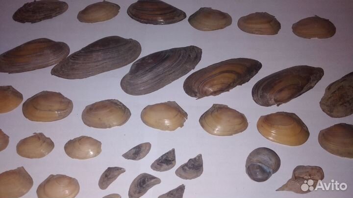 Речная ракушка
