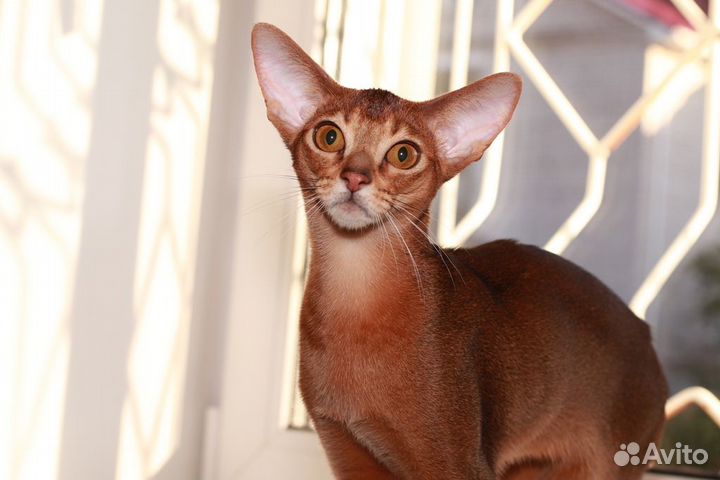 Абиссинские котята, мальчики и девочки