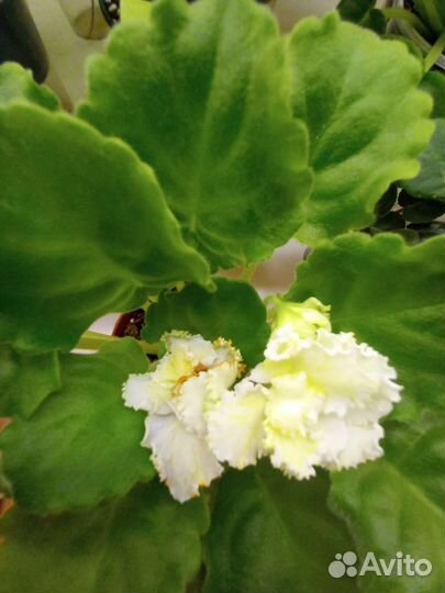 Фиалки сортовые цветущие