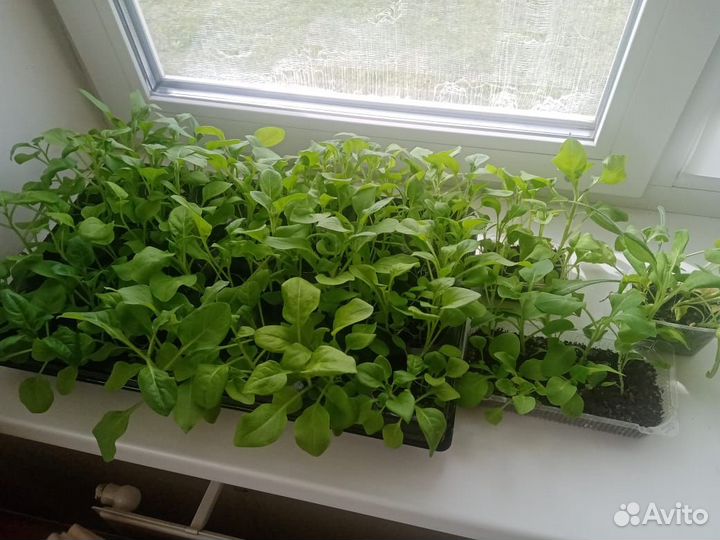 Рассада петунии