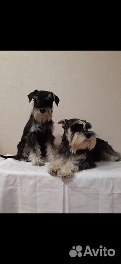 Цвергшнауцер черный с серебром