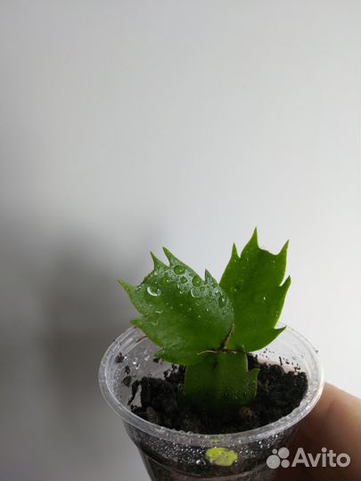 Декабрист желтый