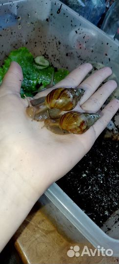 Улитки ахатины