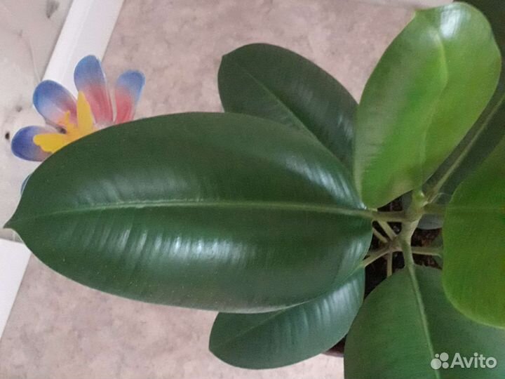 Фикус крупнолистный