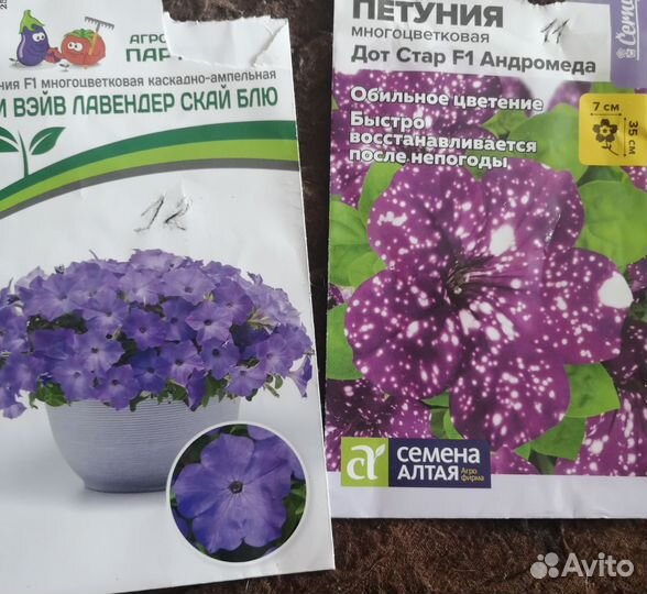 Петуния ампельная